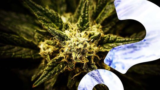 Does Marijuana Mess With Your Emotions?