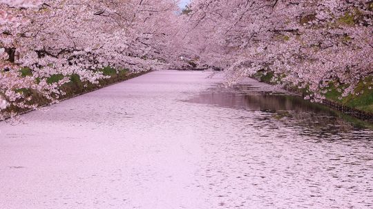 The Very Short, Symbolic Life of the Cherry Blossom