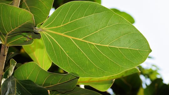 The Mighty Banyan Tree Can 'Walk' and Live for Centuries