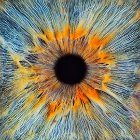 eye