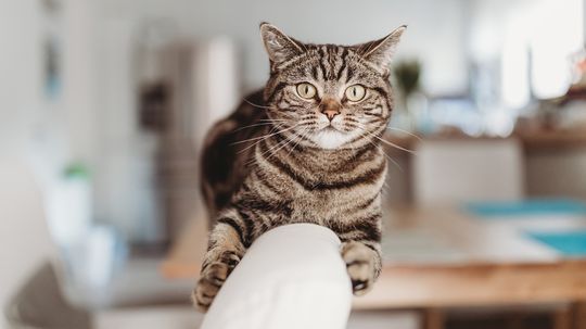 The Brown Tabby Cat Is Super Common but Not an Actual Breed