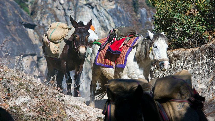 Mules and pack horses