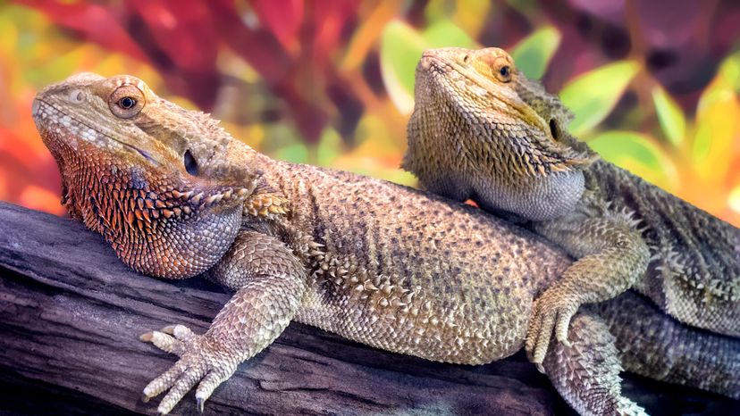 two bearded dragons on a fallen branch
