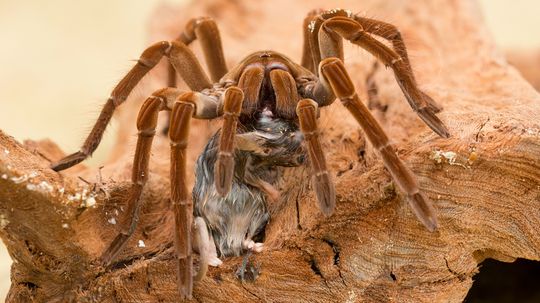 Goliath Birdeater: A Huge Tarantula That Only Eats Birds Sometimes