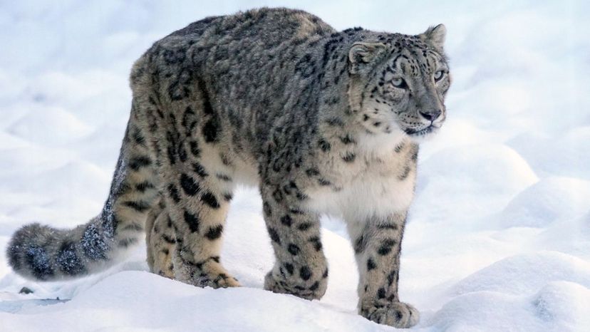 snow leopard